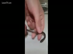 Worms in dick